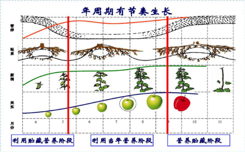 蘋果111.png